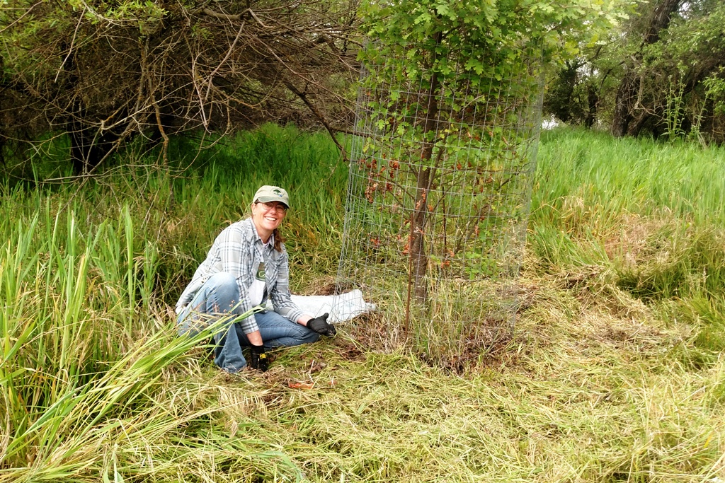 Meg clearing away the weeds from an oak tree.